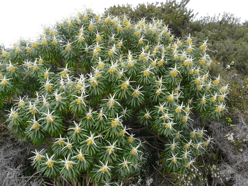 Bedfordia salicina (Blanket Bush) (alternate view 2)