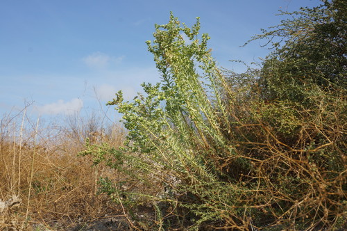 Euphorbia paralias (Sea Spurge)