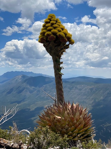 Agave (century plants) (alternate view 4)