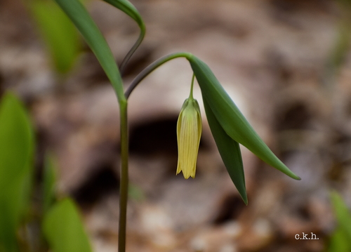 Uvularia sessilifolia (sessile bellwort) (alternate view 3)