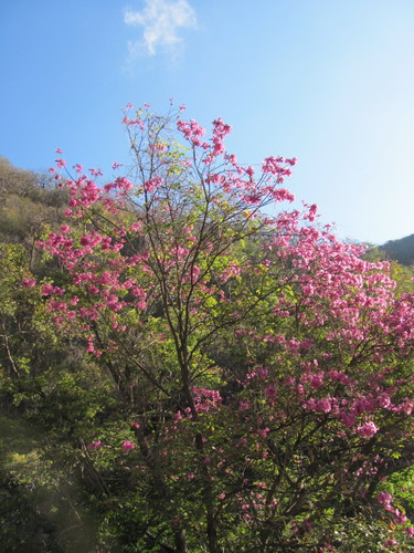 Handroanthus impetiginosus (Pink Trumpet Tree)