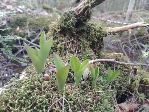 Clintonia borealis (bluebead lily)