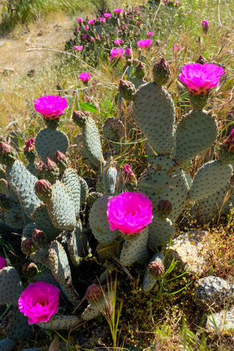 Opuntia basilaris (Beavertail Pricklypear) (alternate view 4)