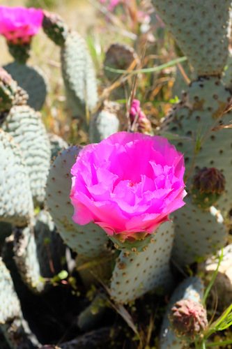 Opuntia basilaris (Beavertail Pricklypear) (alternate view 2)