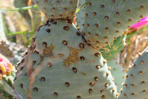 Opuntia basilaris (Beavertail Pricklypear) (alternate view 3)