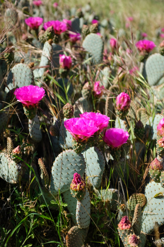 Opuntia basilaris (Beavertail Pricklypear)