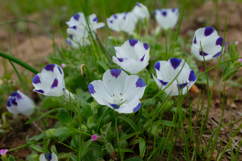 Nemophila (baby blue eyes and allies) (alternate view 4)