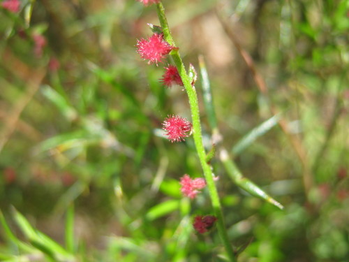 Gonocarpus tetragynus (Common Raspwort) (alternate view 2)