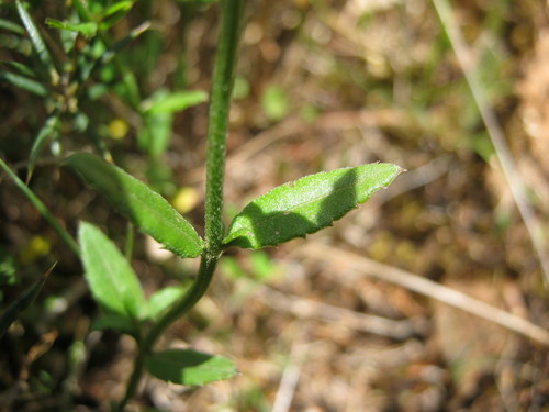 Gonocarpus tetragynus (Common Raspwort) (alternate view 3)