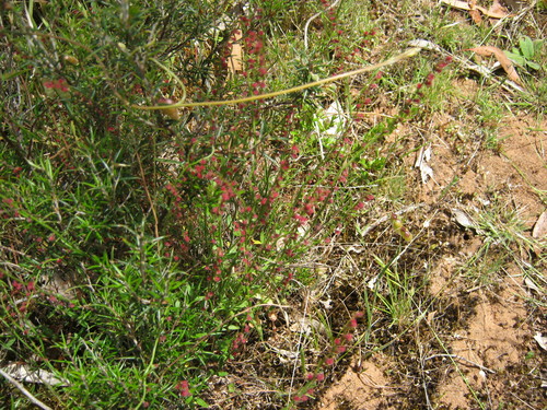 Gonocarpus tetragynus (Common Raspwort) (alternate view 4)