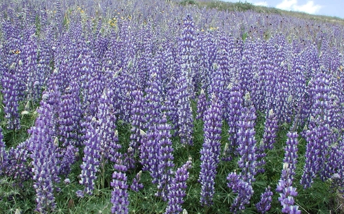 Lupinus microcarpus (chick lupine)