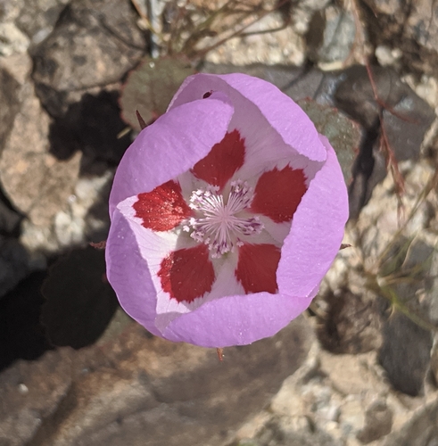 Eremalche rotundifolia (desert fivespot) (alternate view 2)