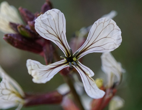 Eruca sativa (Arugula)