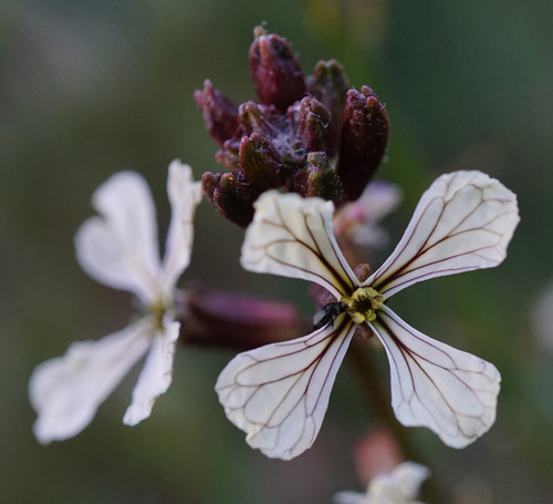 Eruca sativa (Arugula) (alternate view 3)