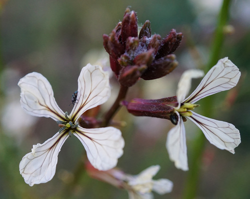 Eruca sativa (Arugula) (alternate view 2)