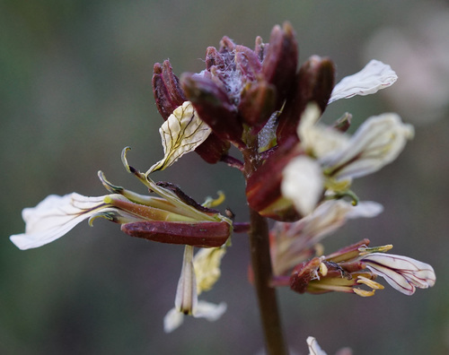 Eruca sativa (Arugula) (alternate view 4)