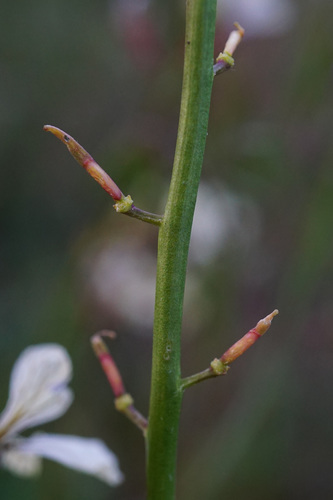 Eruca sativa (Arugula) (alternate view 5)