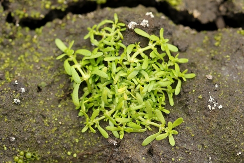 Callitriche (Water Starworts)