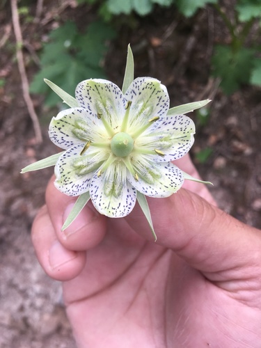 Frasera speciosa (monument plant) (alternate view 3)