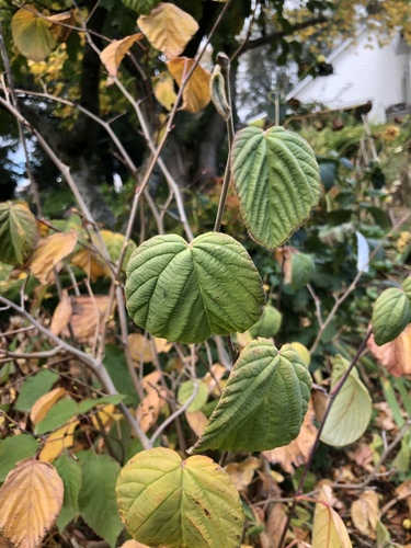 Corylopsis spicata (Spike Winter Hazel)