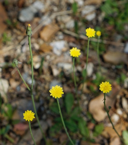 Hypochaeris glabra (Smooth Cat's Ear) (alternate view 5)