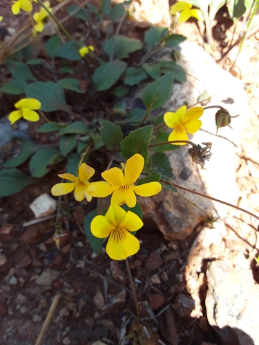 Viola purpurea (Goosefoot violet)
