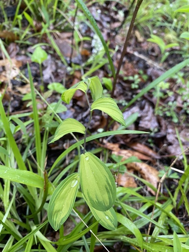 Uvularia sessilifolia (sessile bellwort) (alternate view 2)