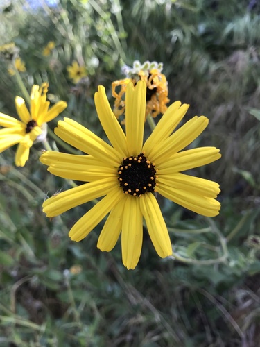 Encelia californica (California brittlebush)