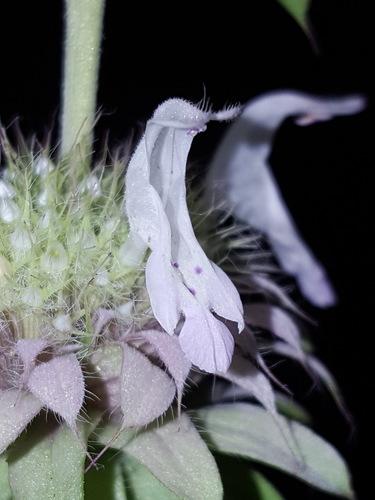 Monarda citriodora (lemon beebalm)