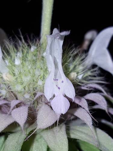 Monarda citriodora (lemon beebalm)