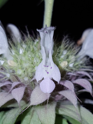 Monarda citriodora (lemon beebalm)