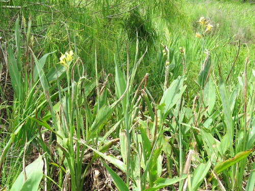 Canna glauca (Water Canna)