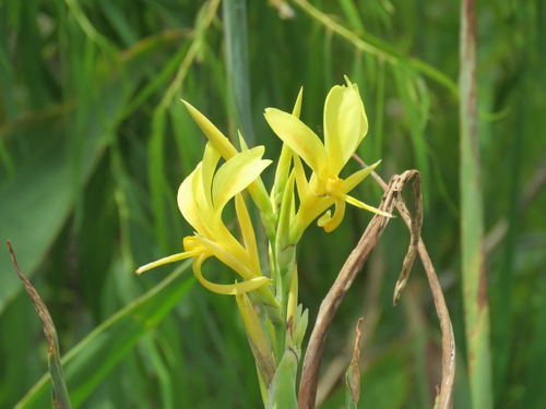 Canna glauca (Water Canna)