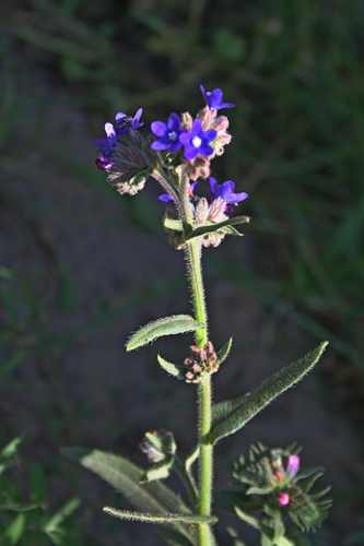 Anchusa officinalis (common bugloss)