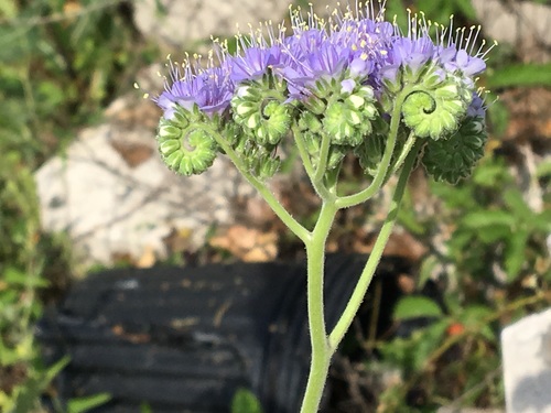Phacelia congesta (Blue Curls) (alternate view 4)