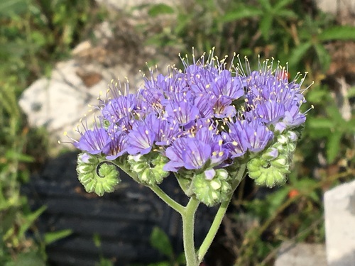 Phacelia congesta (Blue Curls) (alternate view 5)