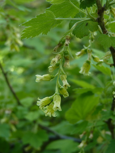 Ribes americanum (American Black Currant) (alternate view 4)