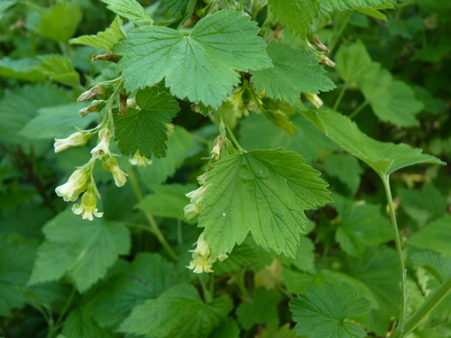 Ribes americanum (American Black Currant) (alternate view 5)