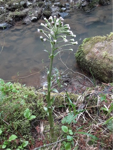 Petasites frigidus (coltsfoot) (alternate view 5)
