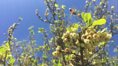 Diospyros texana (Texas Persimmon) (alternate view 4)