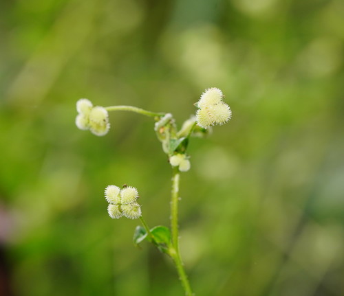 Hackelia latifolia (Forest Hound’s-tongue) (alternate view 3)