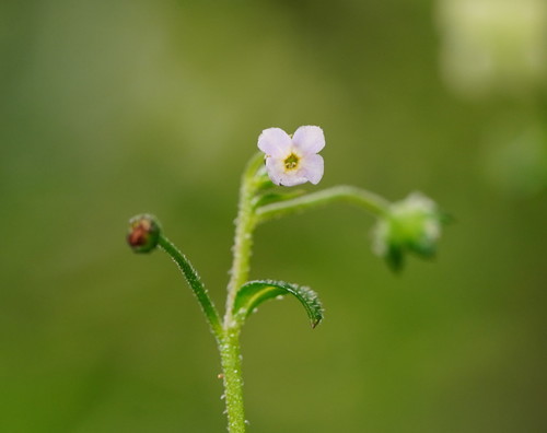 Hackelia latifolia (Forest Hound’s-tongue)