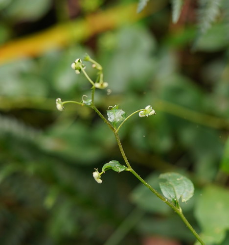 Hackelia latifolia (Forest Hound’s-tongue) (alternate view 2)
