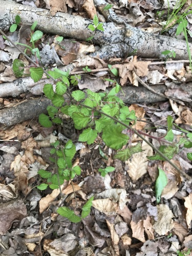 Viburnum dilatatum (linden viburnum) (alternate view 7)