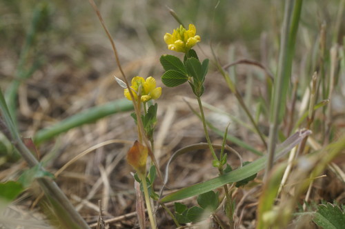 Trifolium campestre (hop trefoil)