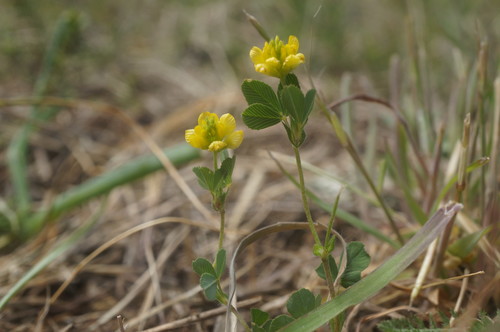 Trifolium campestre (hop trefoil)