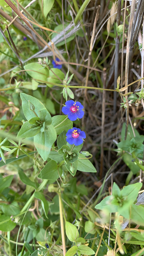 Lysimachia loeflingii (Blue Scarlet Pimpernel) (alternate view 2)
