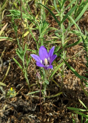 Brodiaea elegans (Harvest Brodiaea)