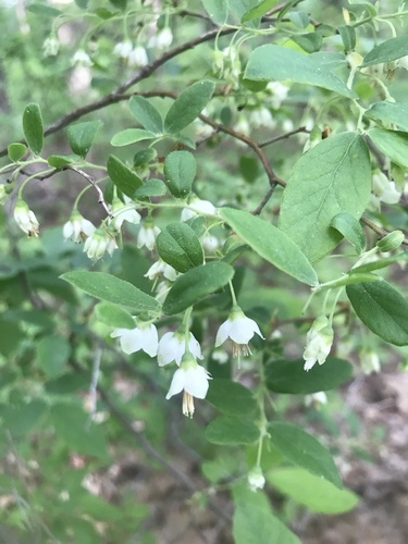 Vaccinium stamineum (deerberry) (alternate view 2)