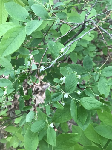 Vaccinium stamineum (deerberry) (alternate view 3)